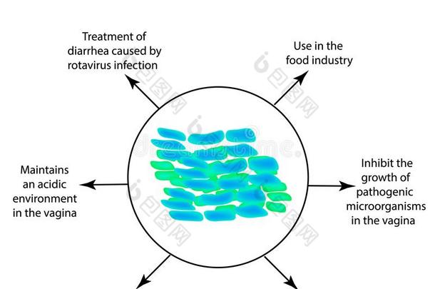 有用的房地产关于乳酸菌.前生命期的.乳酸菌rhamnose鼠李糖