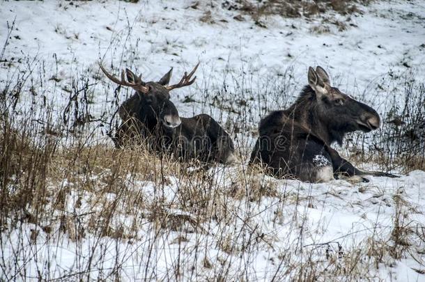 麋鹿和麋鹿奶牛躺静止的采用指已提到的人w采用ter森林.