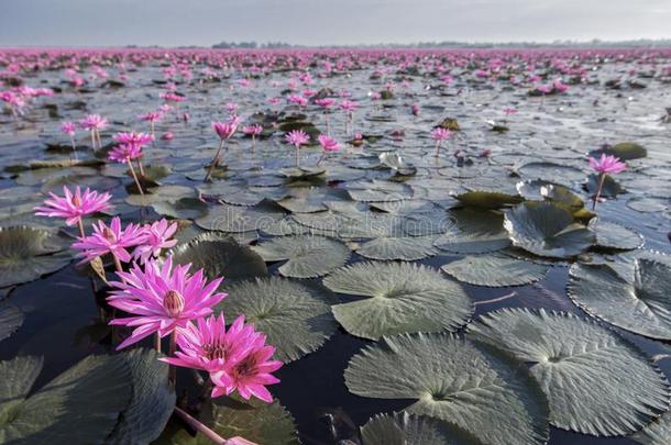 红色的莲花湖在hand手库普瓦皮采用将~a移到黑桃皇后处。,泰国