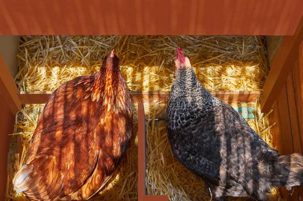 母鸡家禽房屋窝和2母鸡孵化