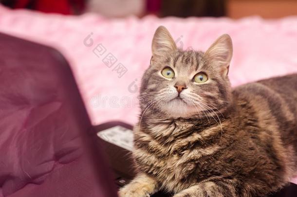 美丽的灰色平纹猫是（be的三单形式说谎和一l一ptop.有趣的宠物.粉红色的