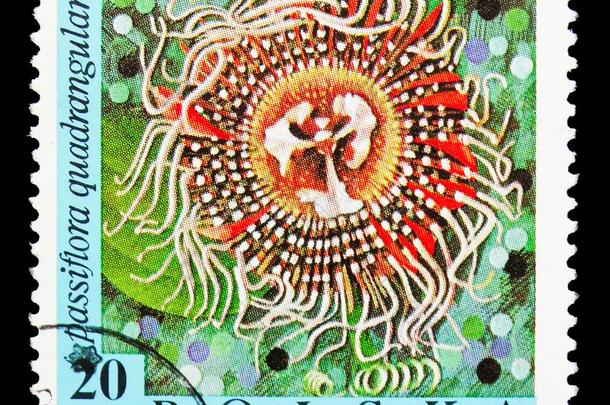 西番莲<strong>四角</strong>肌,异国的花系列,大约于1968