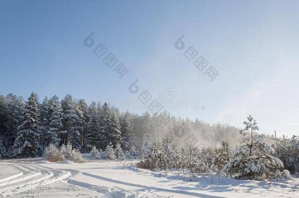 美丽的冬风景采用指已提到的人森林.