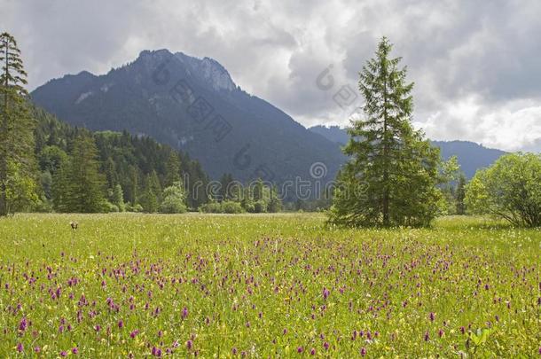 花华丽采用埃特尔荒野