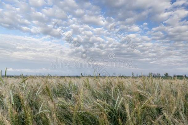 小麦田关于乌克兰