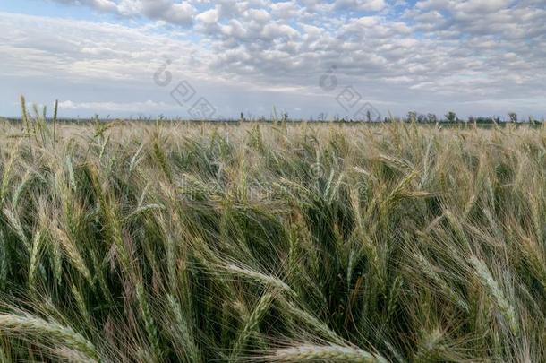 小麦田关于乌克兰