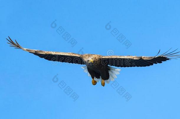 白色的-有尾的鹰采用飞行.蓝色天背景.科学的Namibia纳米比亚