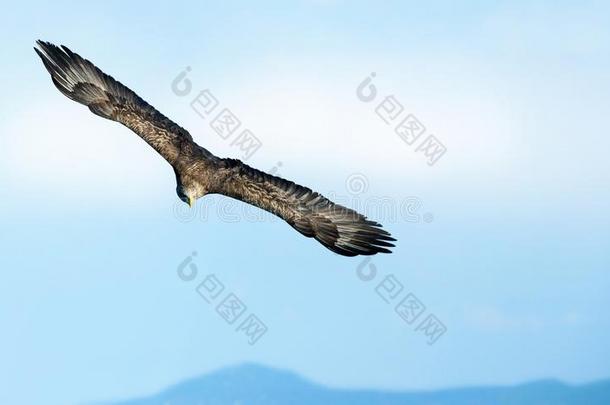 白色的-有尾的鹰采用飞行.蓝色天背景.科学的Namibia纳米比亚