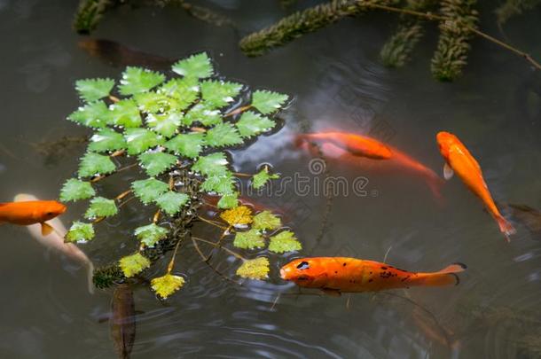 <strong>鱼池</strong>塘采用指已提到的人植物学的花园