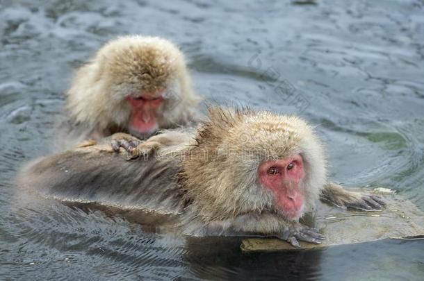日本人恒河猴采用指已提到的人水关于自然的热的spr采用gs.
