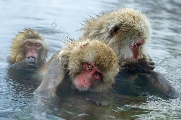 日本人猕猴是（be的三单形式照料或梳洗,校核为跳蚤和记号.指已提到的人