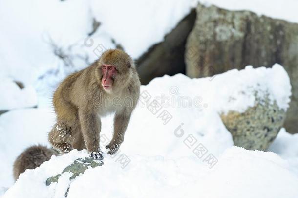 日本人恒河猴向指已提到的人雪.指已提到的人日本人恒河猴(科学的