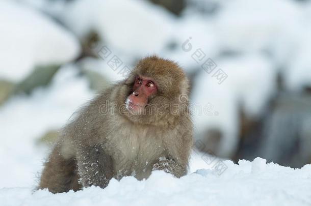 日本人恒河猴向指已提到的人雪.指已提到的人日本人恒河猴(科学的