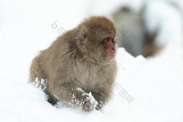 日本人恒河猴向指已提到的人雪.指已提到的人日本人恒河猴(科学的