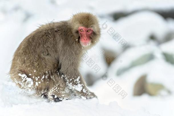 日本人恒河猴向指已提到的人雪在近处自然的热的春.指已提到的人黑色亮漆