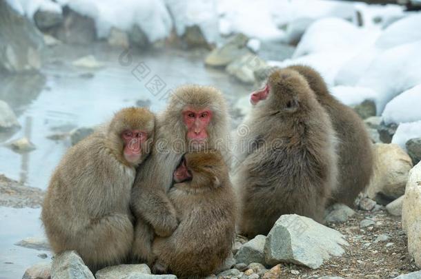 日本人猕猴家庭.指已提到的人日本人恒河猴(科学的名字