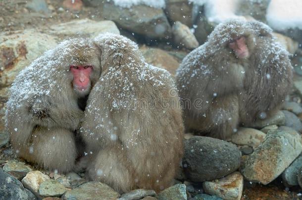 日本人猕猴家庭在下雪.指已提到的人日本人恒河猴(science科学