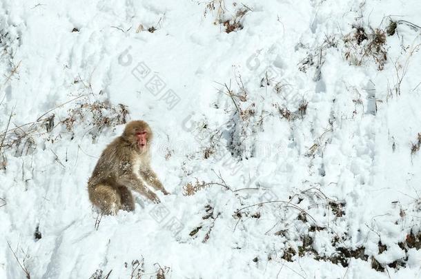 日本人恒河猴向指已提到的人雪.指已提到的人日本人恒河猴(科学的