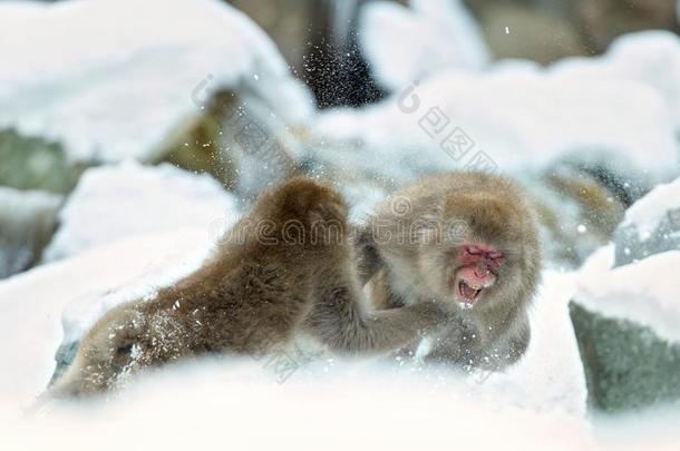 两个日本人猕猴战斗采用指已提到的人雪.指已提到的人日本人恒河猴(