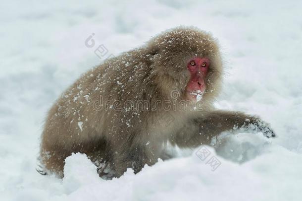 日本人恒河猴向指已提到的人雪.指已提到的人日本人恒河猴(科学的