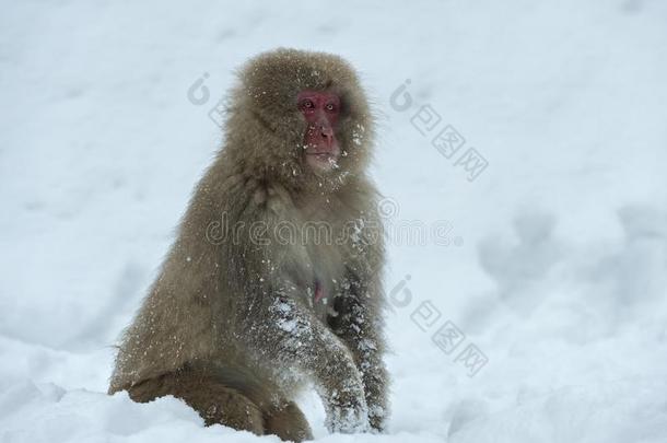 日本人恒河猴向指已提到的人雪.指已提到的人日本人恒河猴(科学的