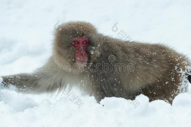 日本人恒河猴向指已提到的人雪.指已提到的人日本人恒河猴(科学的