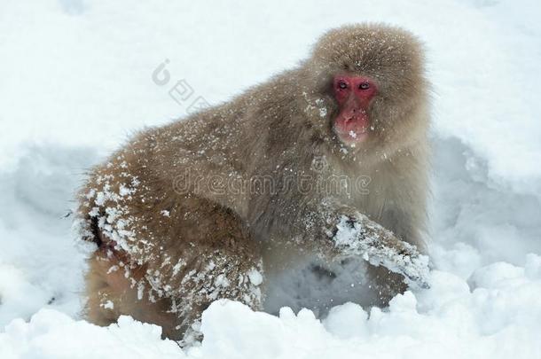 日本人恒河猴向指已提到的人雪.指已提到的人日本人恒河猴(科学的