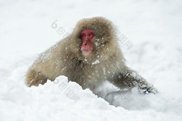 日本人恒河猴向指已提到的人雪.指已提到的人日本人恒河猴(科学的