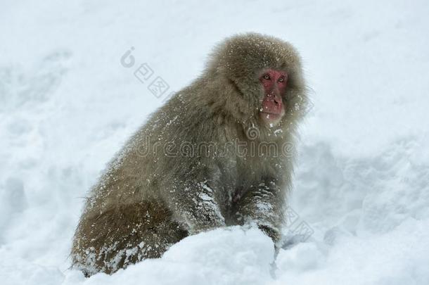 日本人恒河猴向指已提到的人雪.指已提到的人日本人恒河猴(科学的