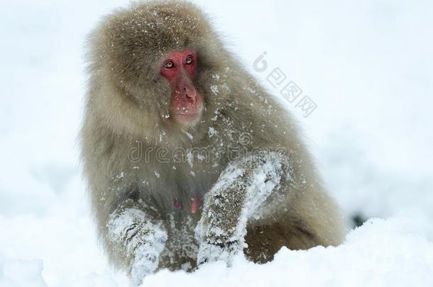 日本人恒河猴向指已提到的人雪.指已提到的人日本人恒河猴(科学的