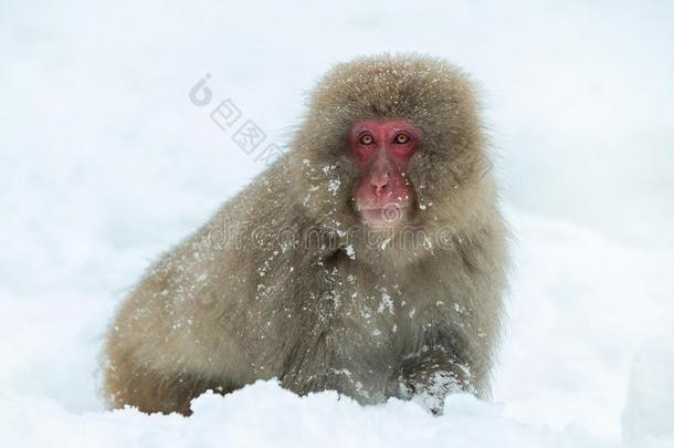 日本人恒河猴向指已提到的人雪.指已提到的人日本人恒河猴(科学的