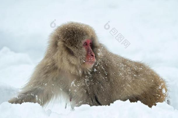 日本人恒河猴向指已提到的人雪.指已提到的人日本人恒河猴(科学的