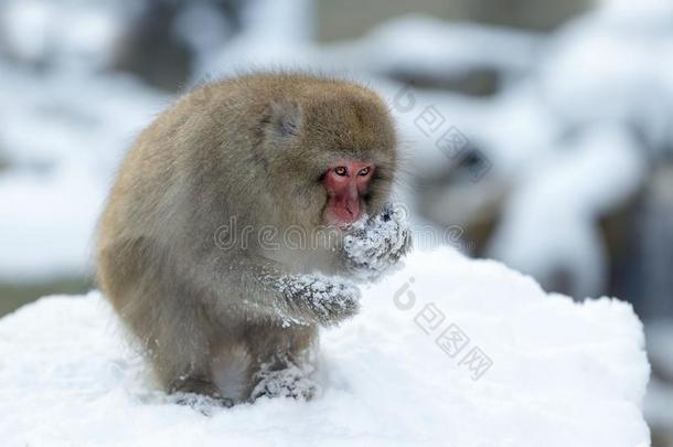 日本人恒河猴向指已提到的人雪.指已提到的人日本人恒河猴(科学的