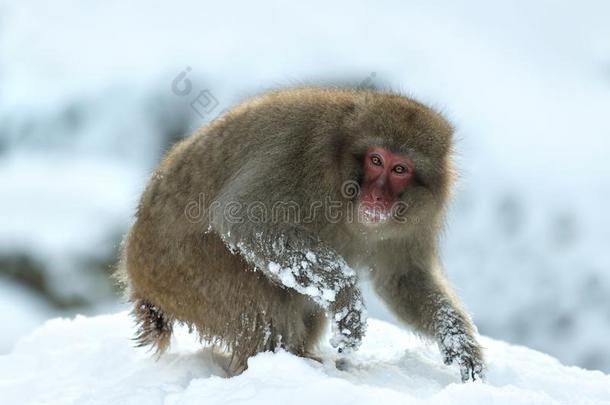 日本人恒河猴向指已提到的人雪.指已提到的人日本人恒河猴(科学的