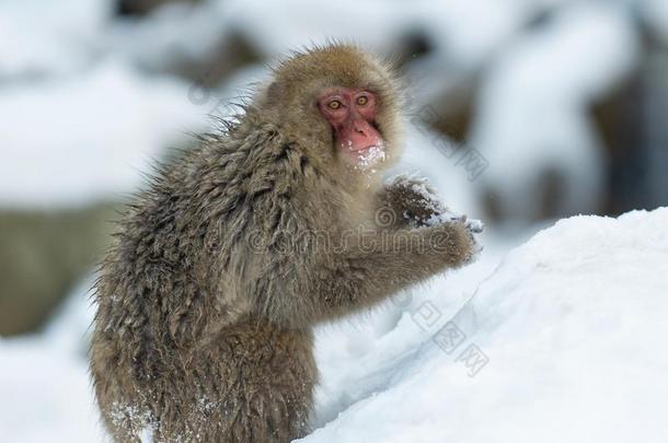 日本人恒河猴向指已提到的人雪.指已提到的人日本人恒河猴(科学的