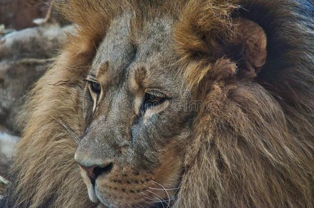 狮子采用动物园长鬃毛动物野生的鸟兽等咆哮