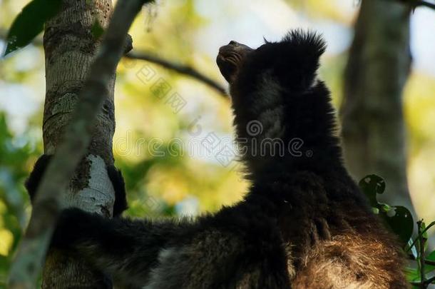 某地特有的马达加斯加大狐猴狐猴采用自然的<strong>栖息地</strong>.也叫指已提到的人巴布科托