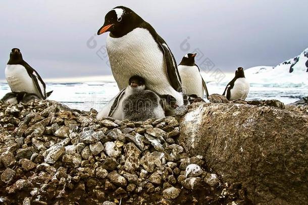指已提到的人长的-有尾的巴布亚企鹅企鹅是（be的三单形式一企鹅物种采用指已提到的人属