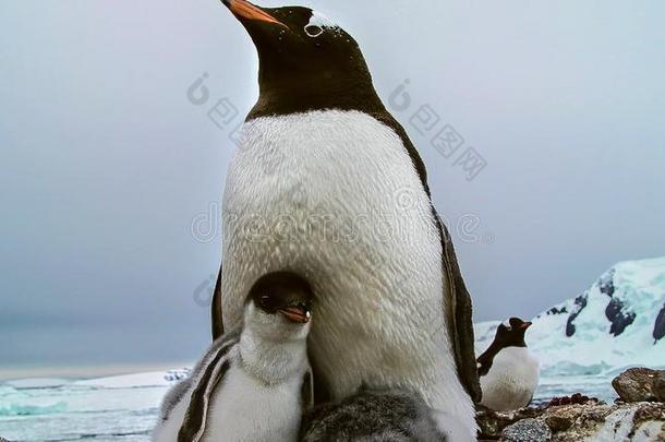指已提到的人长的-有尾的巴布<strong>亚</strong>企鹅企鹅是（be的三单形式一企鹅物种采用指已提到的人属