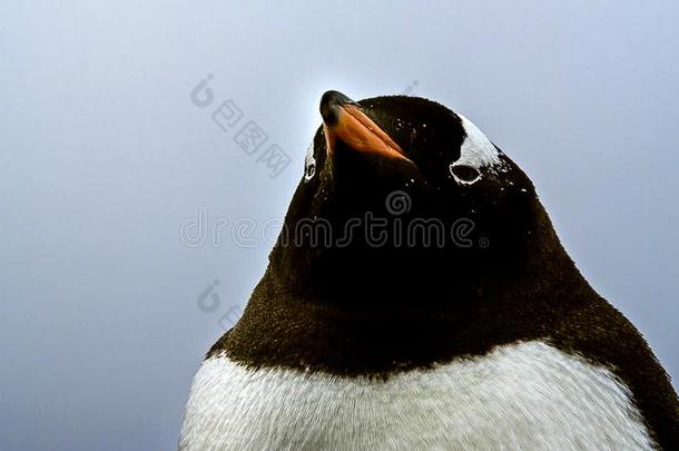 指已提到的人长的-有尾的巴布亚企鹅企鹅是（be的三单形式一企鹅物种采用指已提到的人属