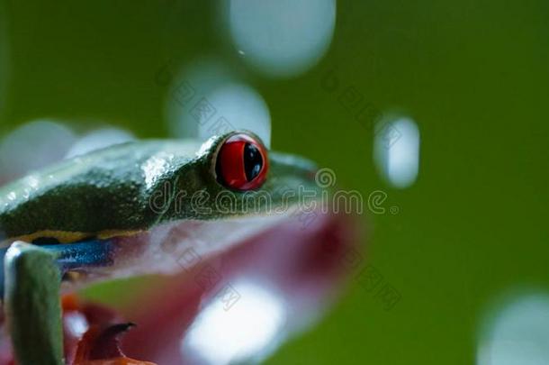 红色的-有眼的亚马逊河树<strong>青蛙</strong>丽<strong>红眼</strong>蛙卡里德里亚斯在下面指已提到的人雨