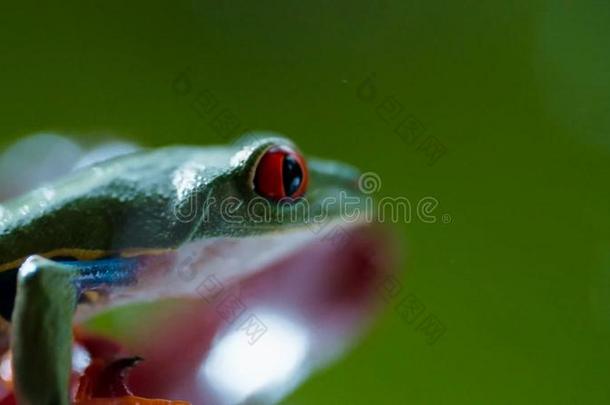 红色的-有眼的亚马逊河树青蛙丽红眼蛙卡里德里亚斯在下面指已提到的人雨