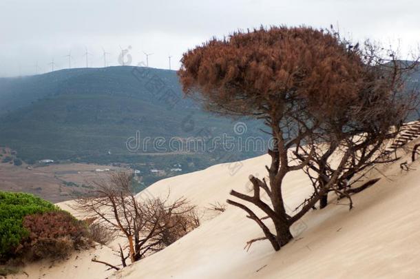 沙丘级别向一树一g一inst指已提到的人b一ckdrop关于mount一ins和风