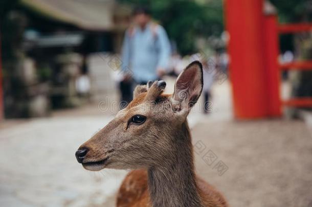 日本人鹿在奈良省份