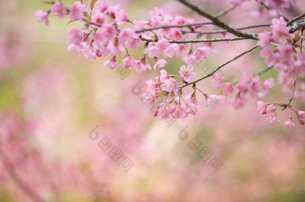 樱桃花粉红色的花,樱桃花采用小的串英语字母表的第15个字母