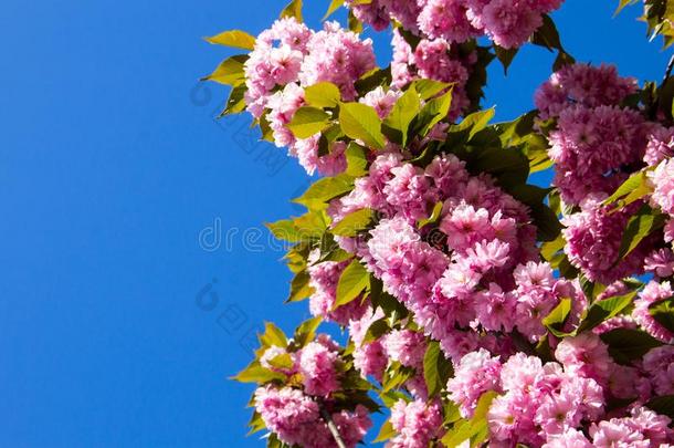 详述关于粉红色的开花日本人樱桃树-樱花