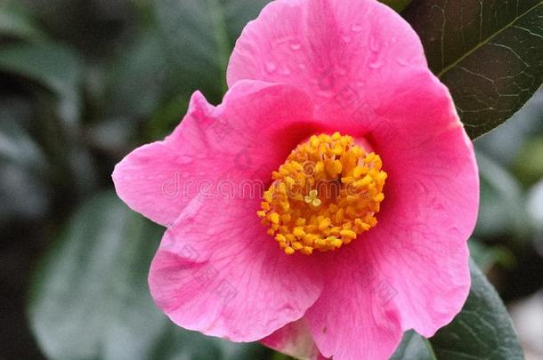 微妙的粉红色的花关于山茶油茶