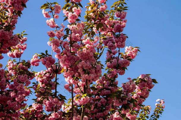 详述关于粉红色的开花日本人樱桃树-樱花