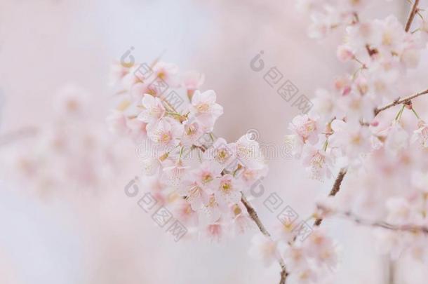 樱桃花粉红色的花,樱桃花采用小的串英语字母表的第15个字母