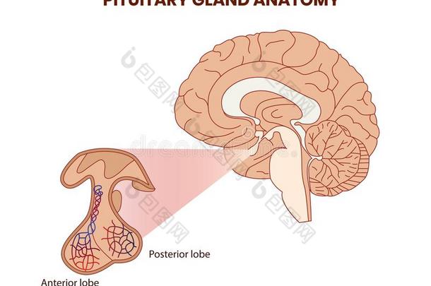 皮图里腺解剖说明.脑下垂体矢量